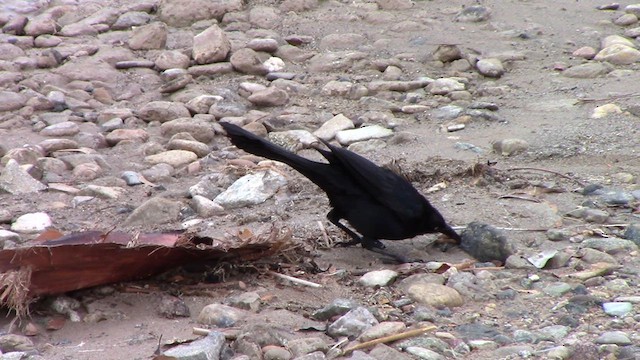 Great-tailed Grackle - ML614706137