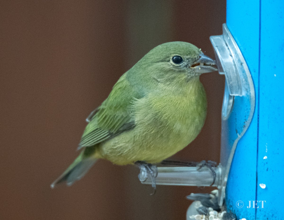 Painted Bunting - ML614706173