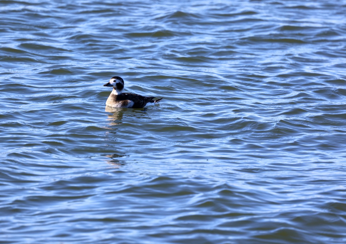 Long-tailed Duck - Kevin Murphy