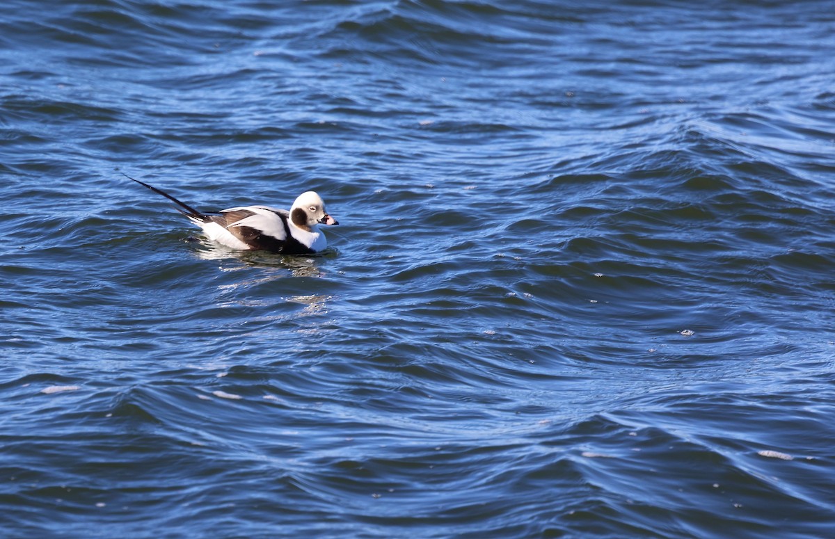 Long-tailed Duck - ML614706676