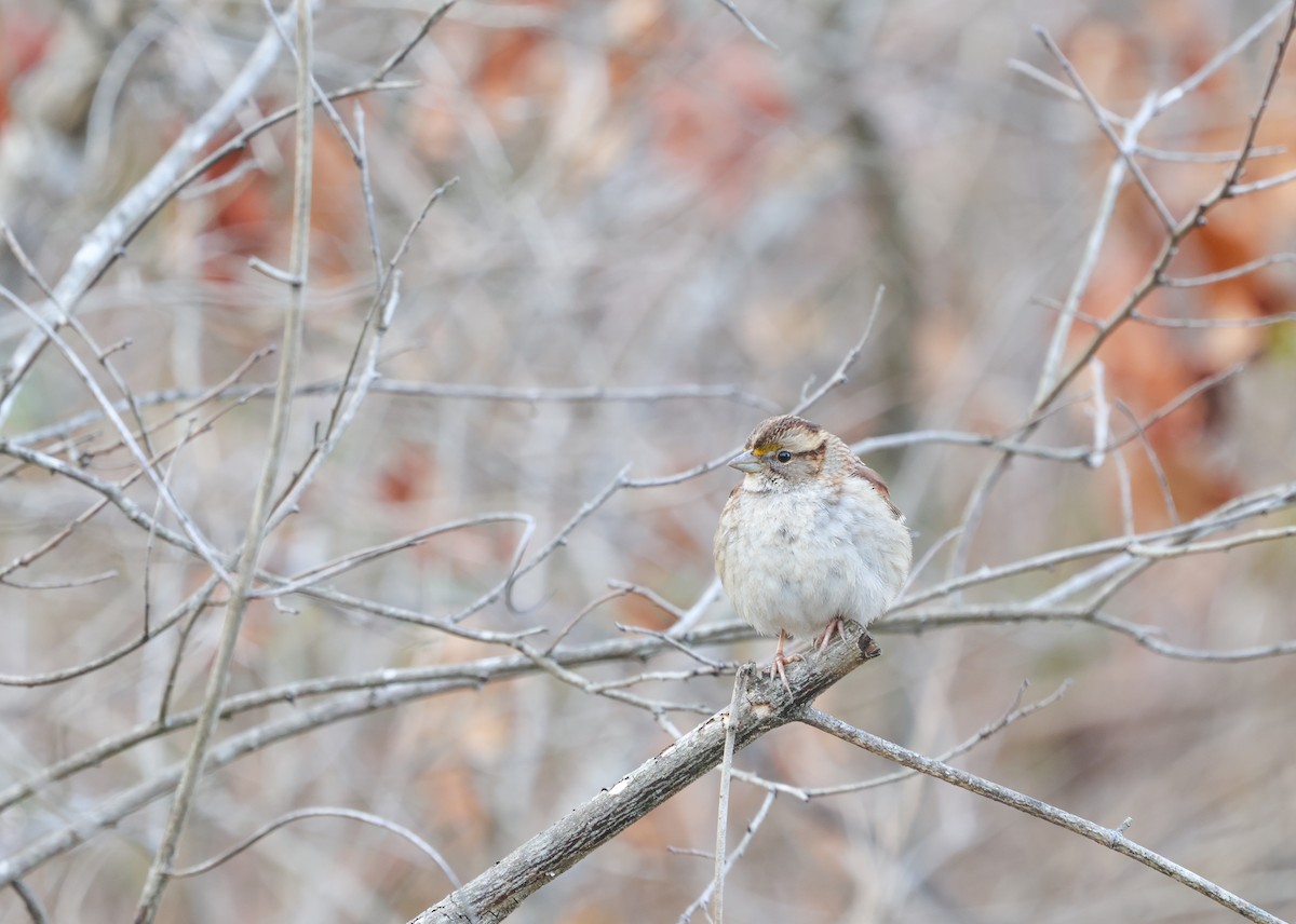 White-throated Sparrow - ML614706967