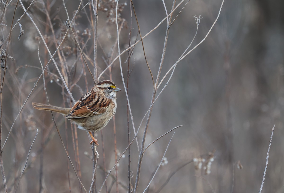 White-throated Sparrow - ML614706968