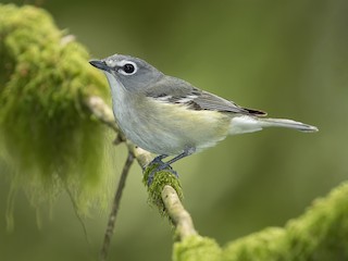  - Cassin's Vireo