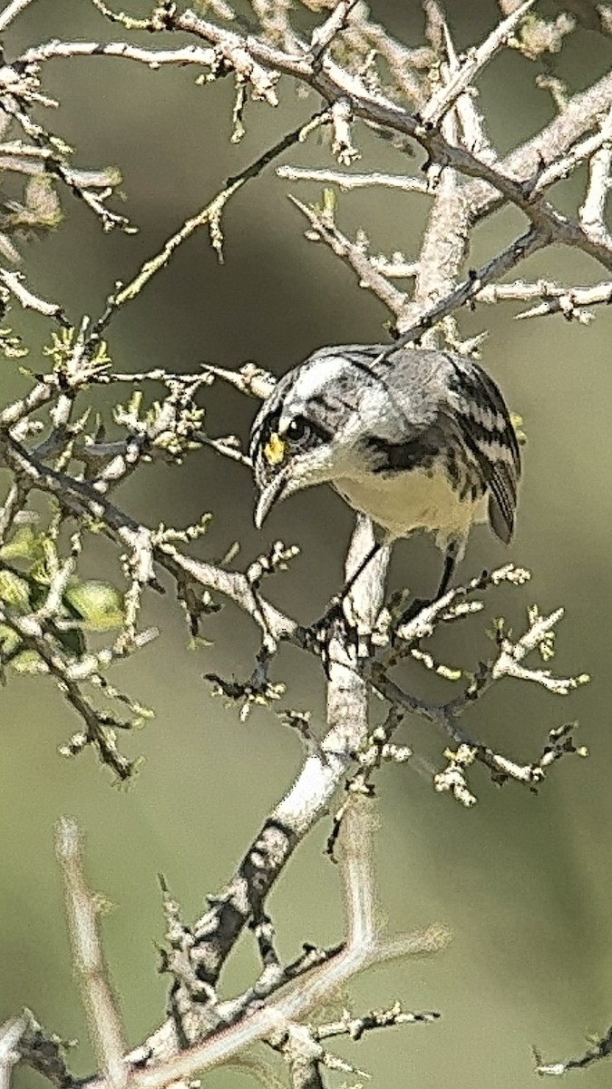 Black-throated Gray Warbler - Janice Travis