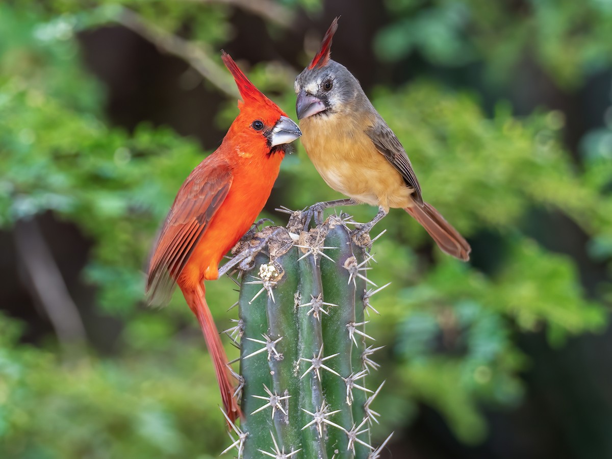 Vermilion Cardinal - Cardinalis phoeniceus - Birds of the World