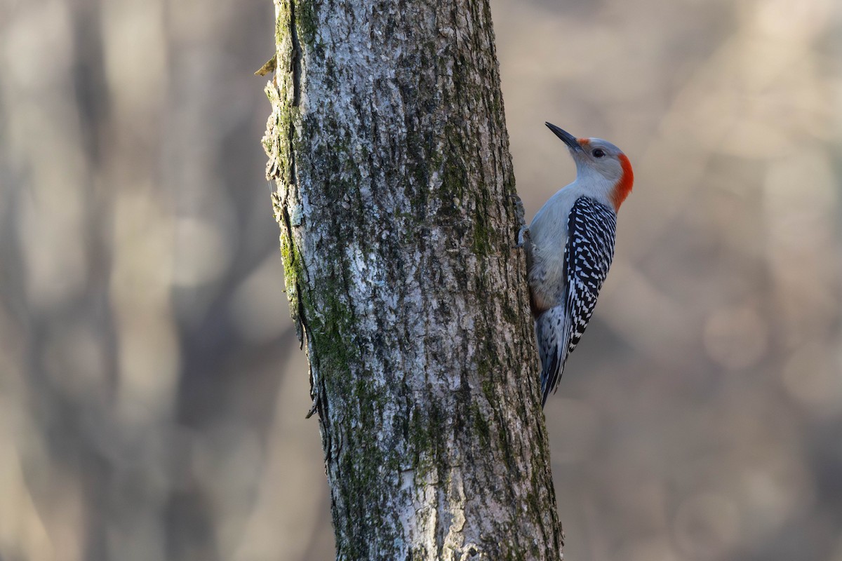 Red-bellied Woodpecker - ML614707314