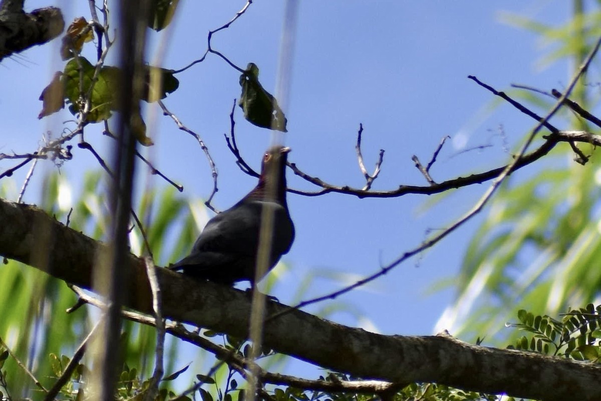 Scaly-naped Pigeon - ML614707661