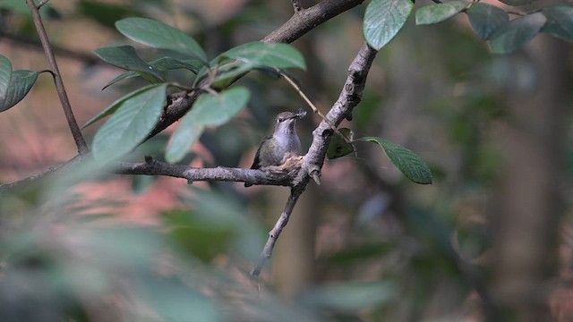 Anna's Hummingbird - ML614707701