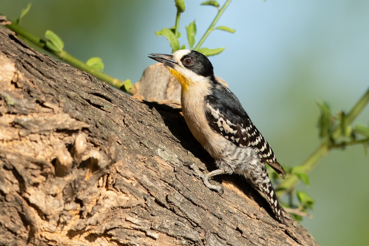 White-fronted Woodpecker - ML614707896