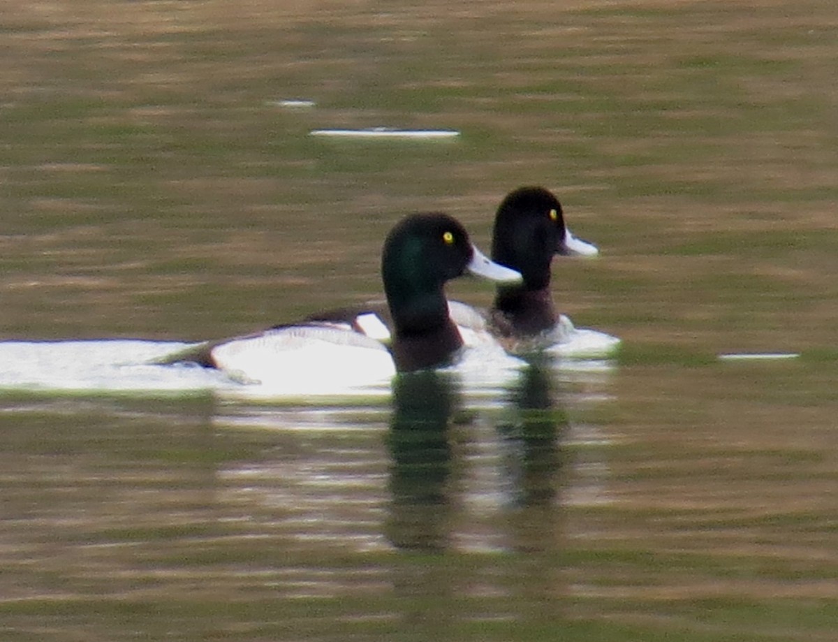 Greater Scaup - ML614708004