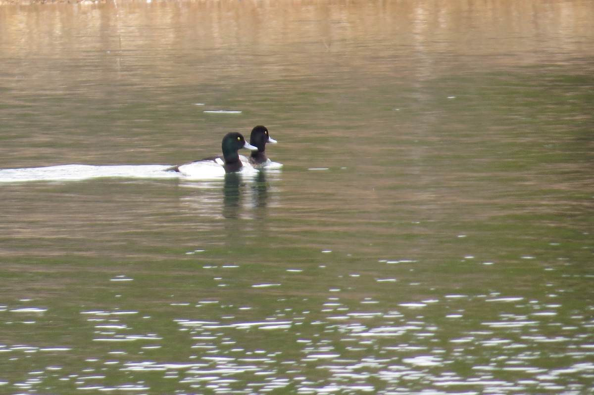 Greater Scaup - ML614708005