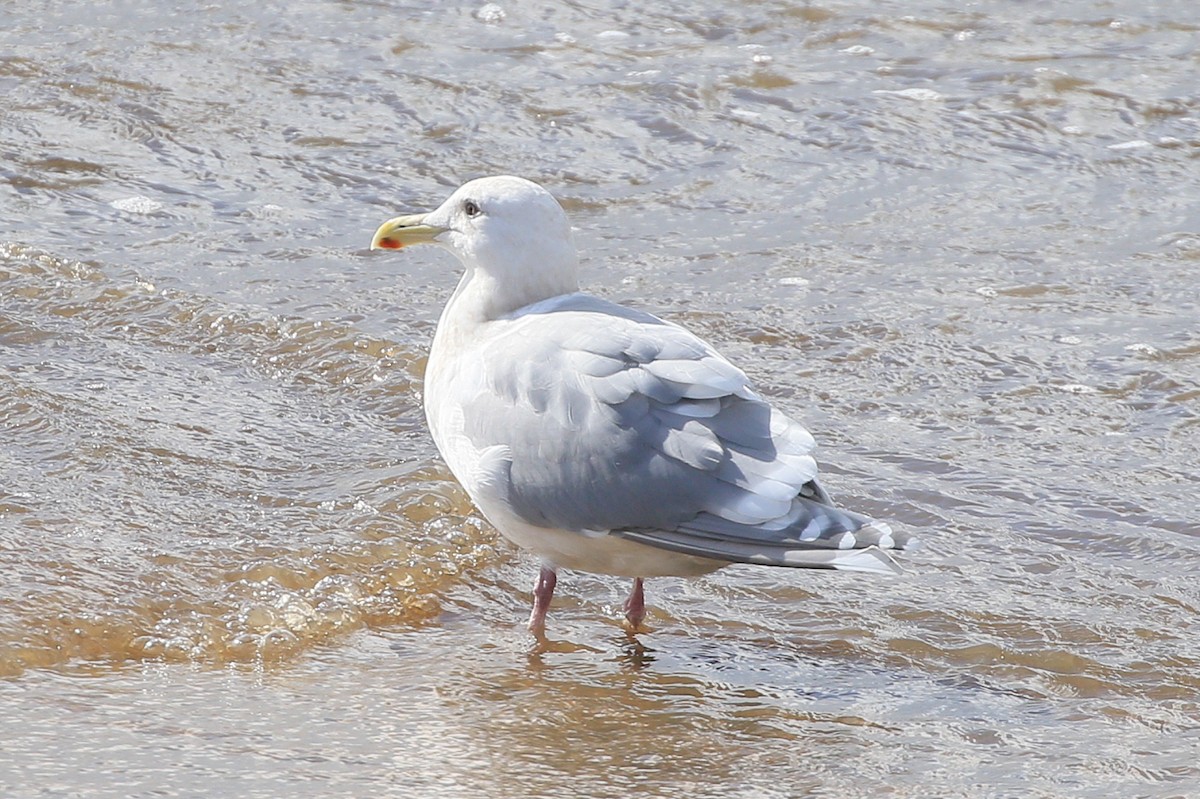 Glaucous-winged Gull - Sean Smith