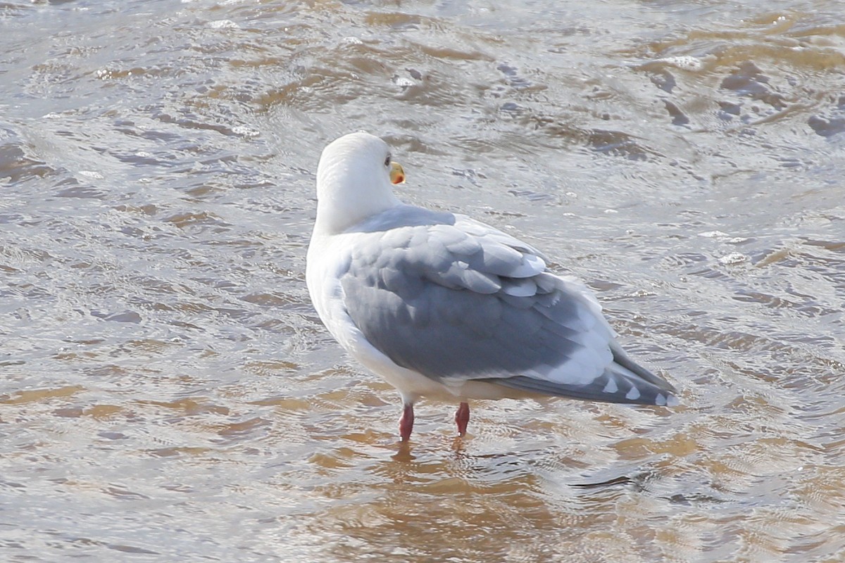 Glaucous-winged Gull - Sean Smith