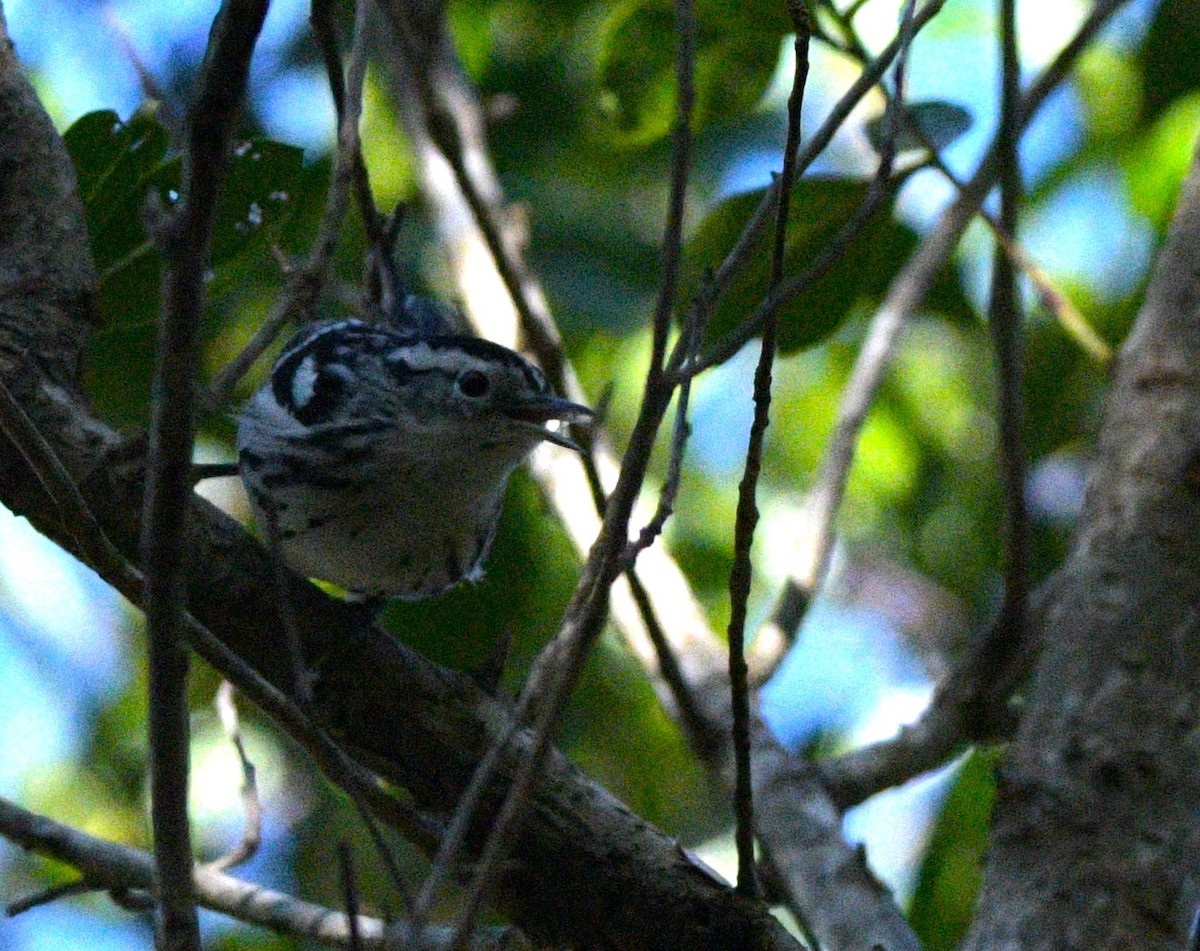 Black-and-white Warbler - ML614708414