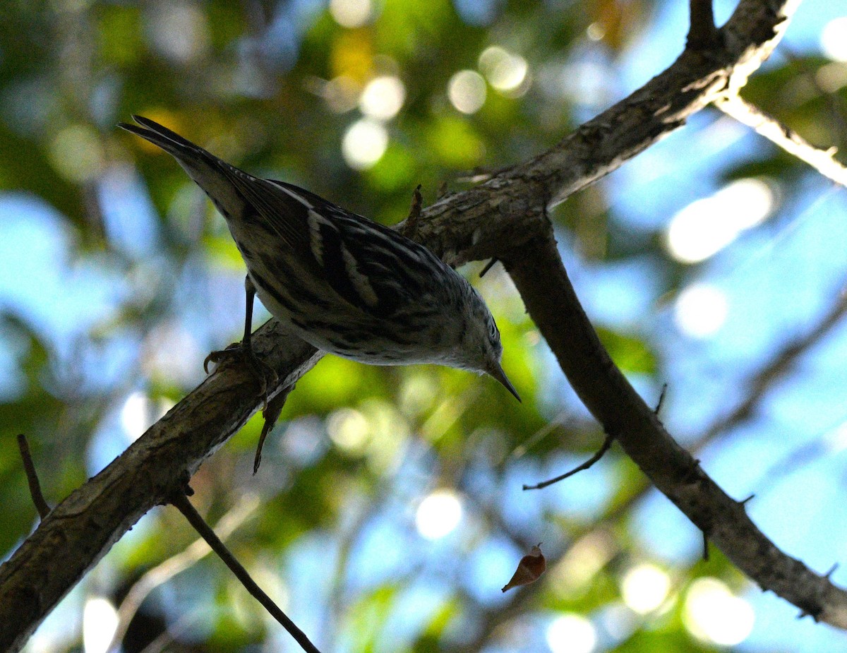 Black-and-white Warbler - mark perry