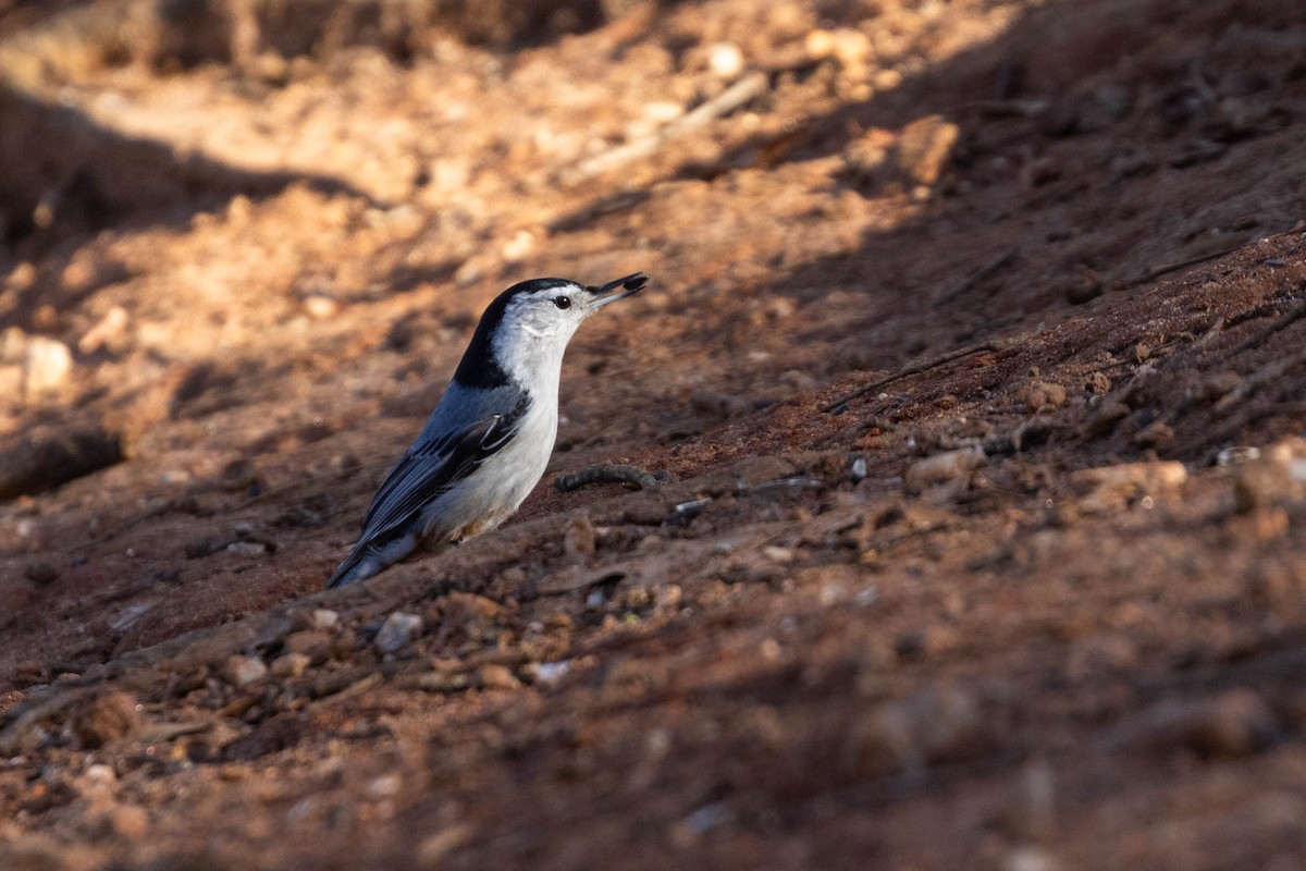 White-breasted Nuthatch - ML614708419