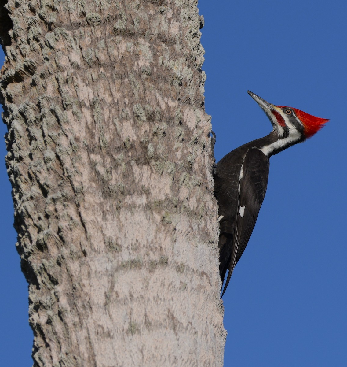 Pileated Woodpecker - ML614708433
