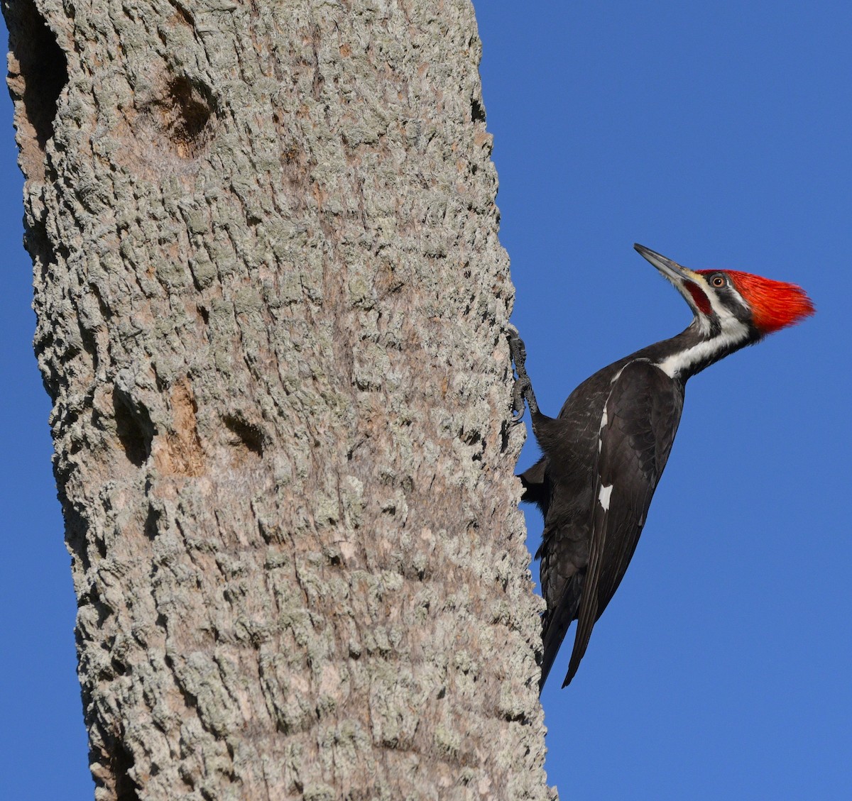 Pileated Woodpecker - ML614708434