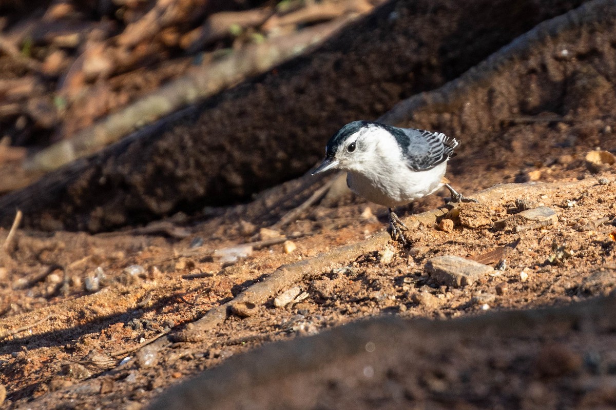 White-breasted Nuthatch - ML614708513