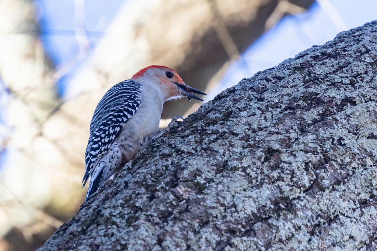 Red-bellied Woodpecker - ML614708583