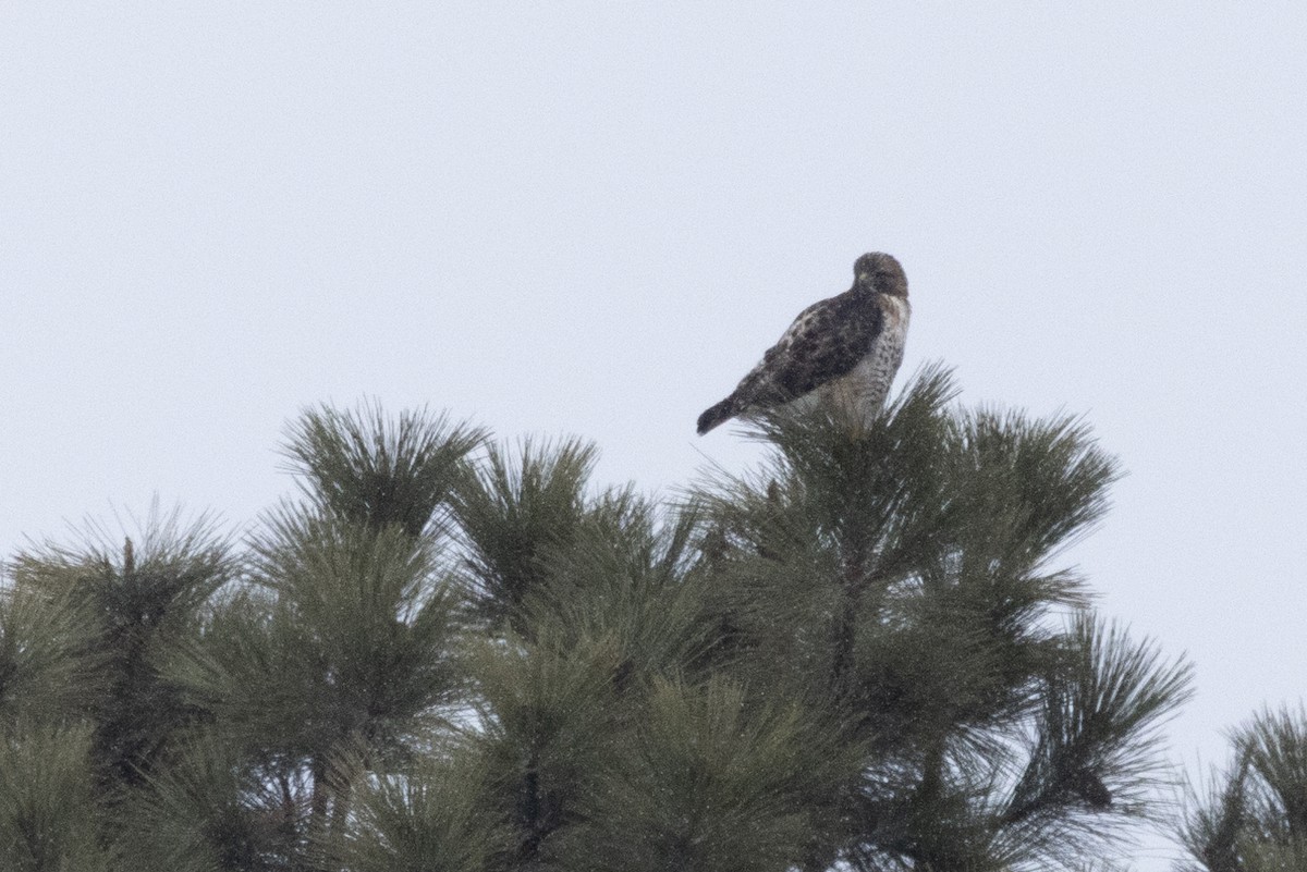 Red-tailed Hawk - ML614708781