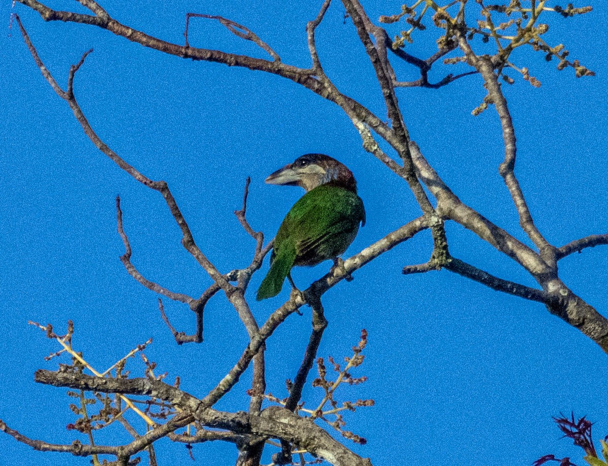 Red-vented Barbet - ML614708806