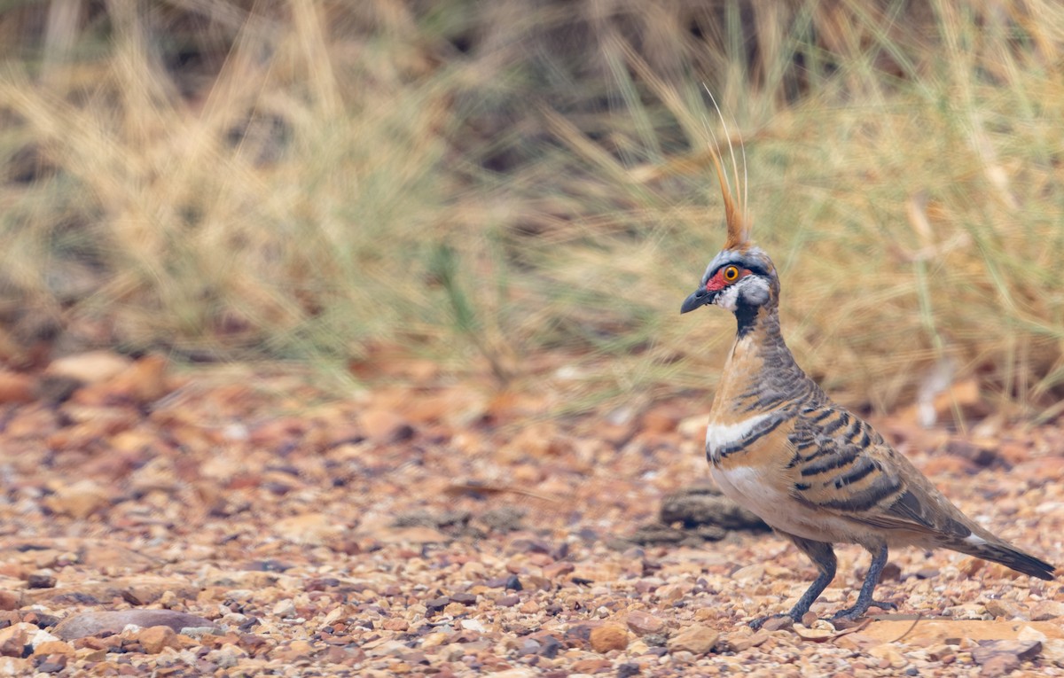 Spinifex Pigeon - ML614708824