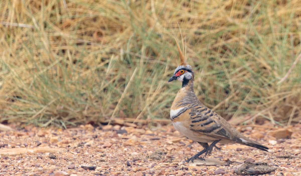 Spinifex Pigeon - ML614708825