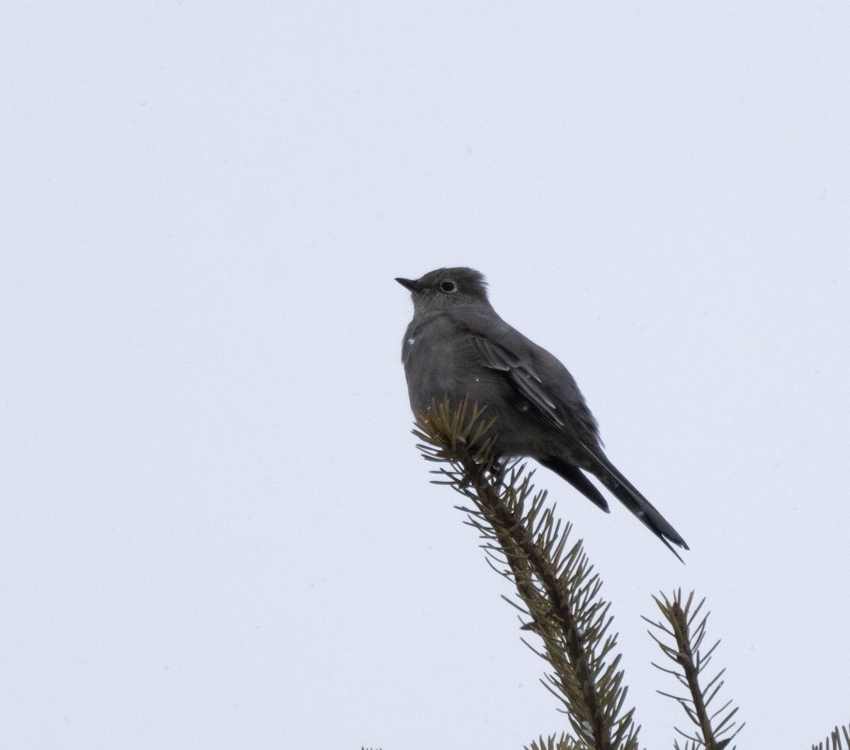 Townsend's Solitaire - ML614708842