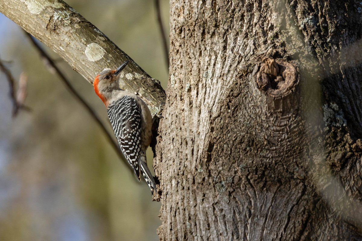 Red-bellied Woodpecker - Doug Korver