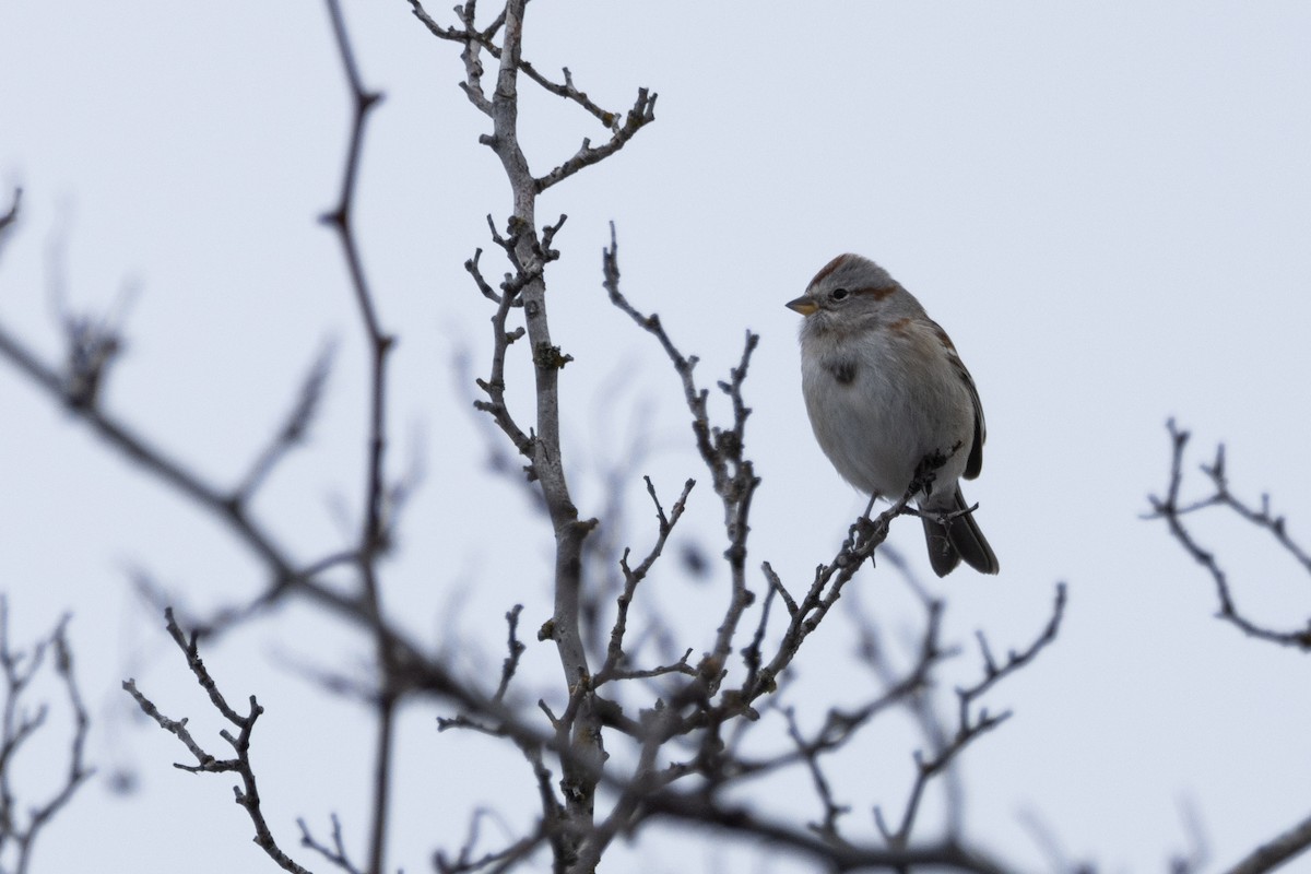 American Tree Sparrow - ML614708896