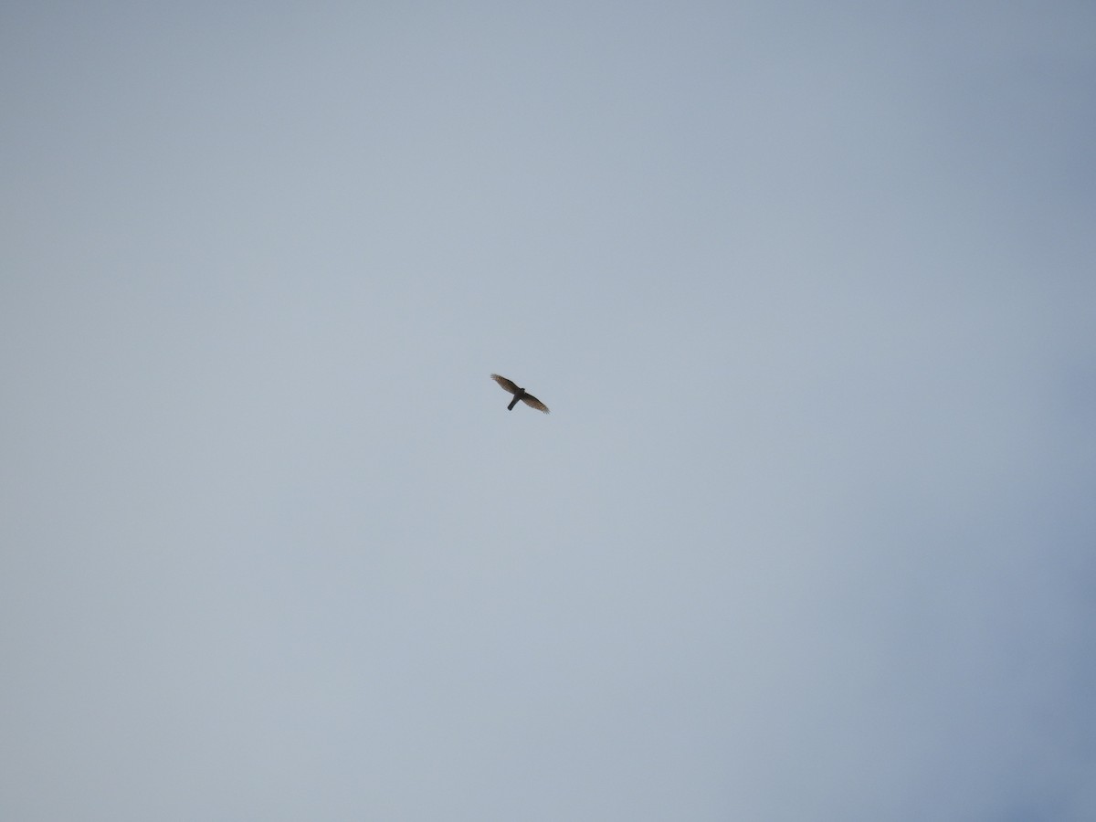 Eurasian Sparrowhawk - ML614708905