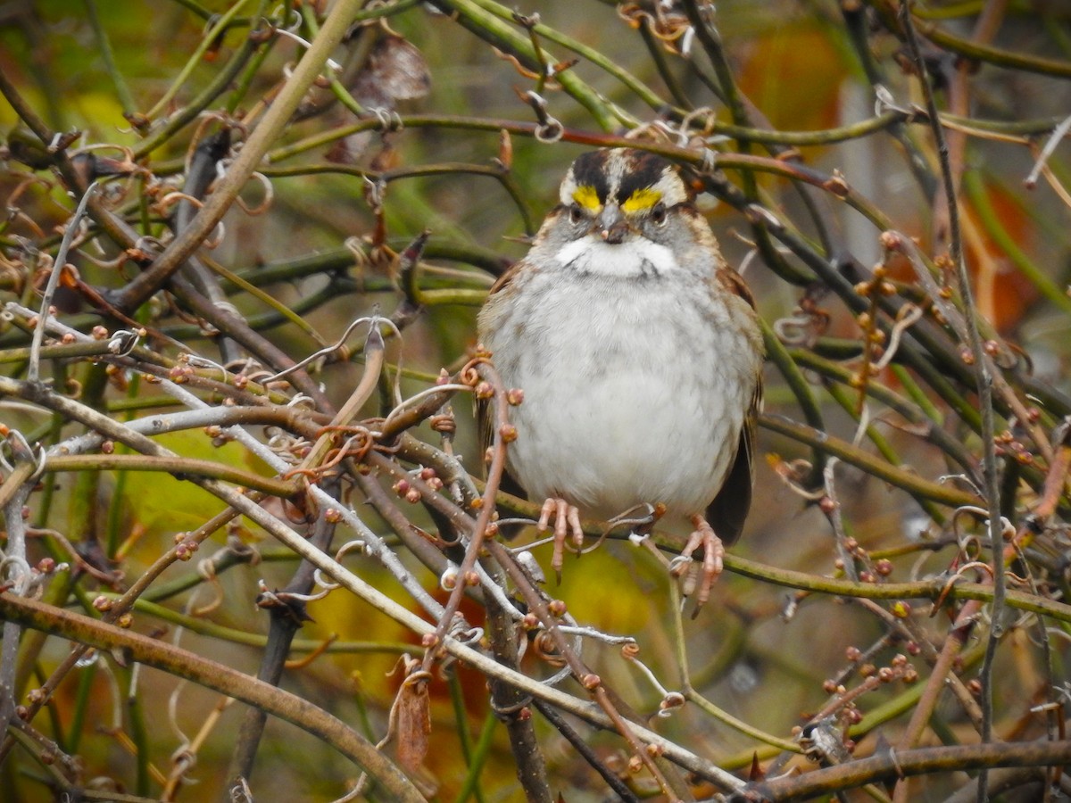 White-throated Sparrow - ML614709040