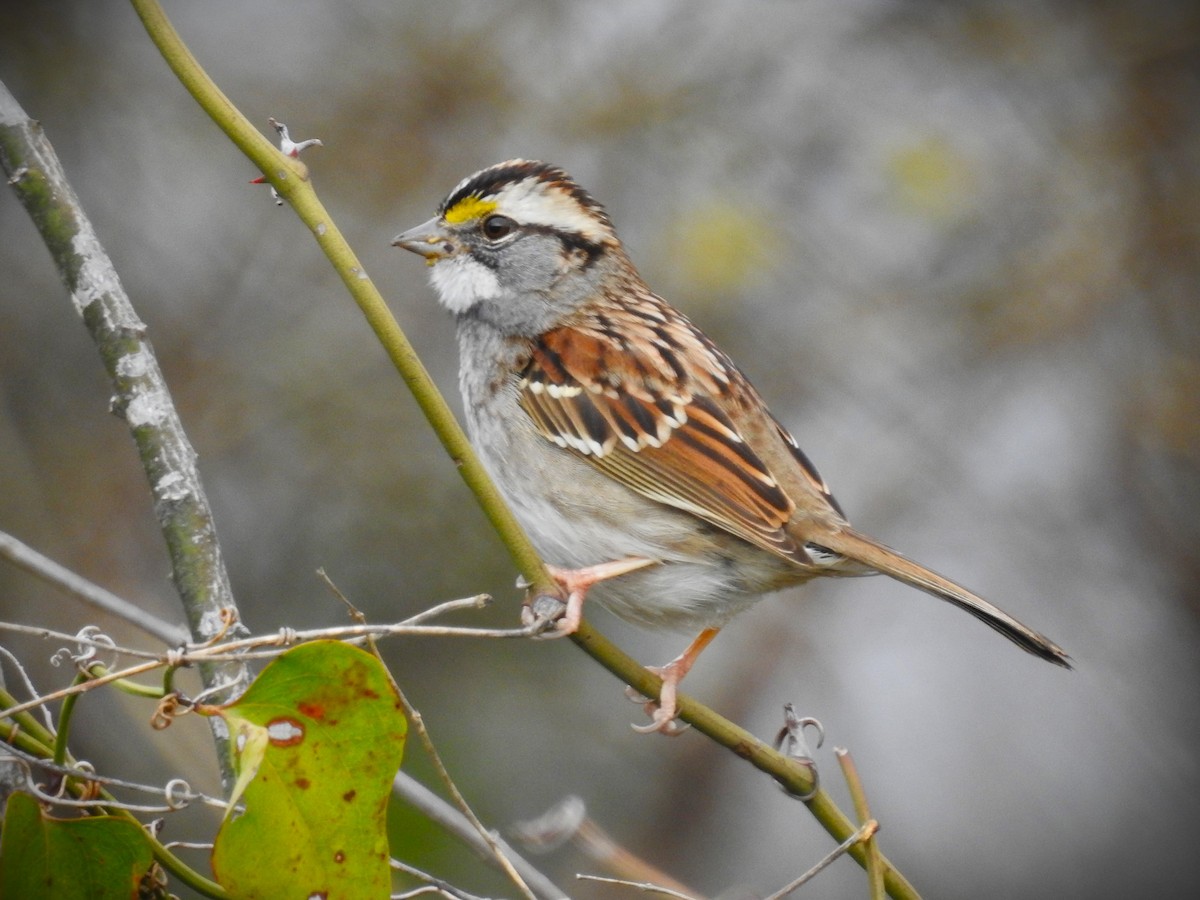 White-throated Sparrow - ML614709047