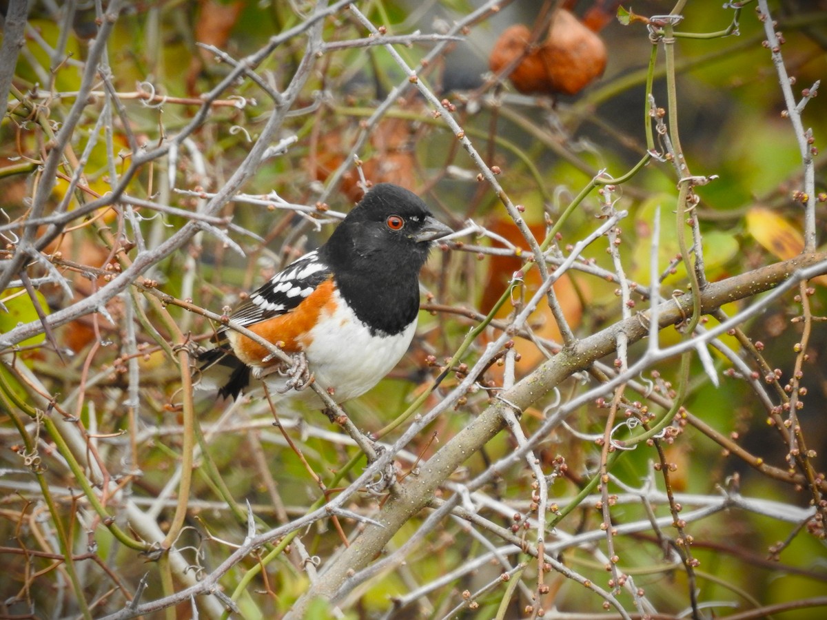Spotted Towhee - ML614709058
