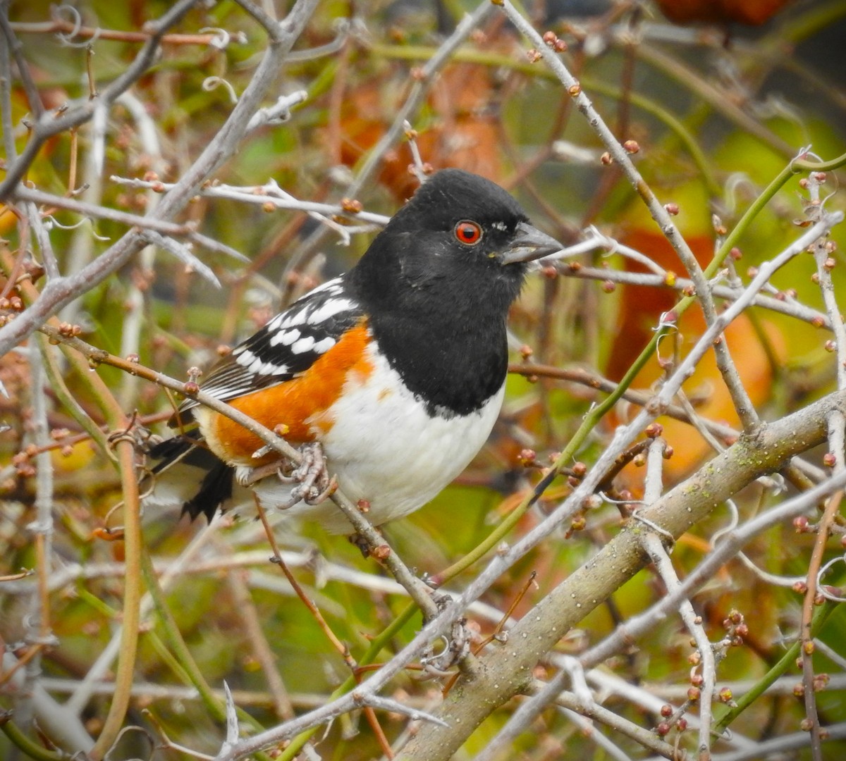 Spotted Towhee - ML614709081