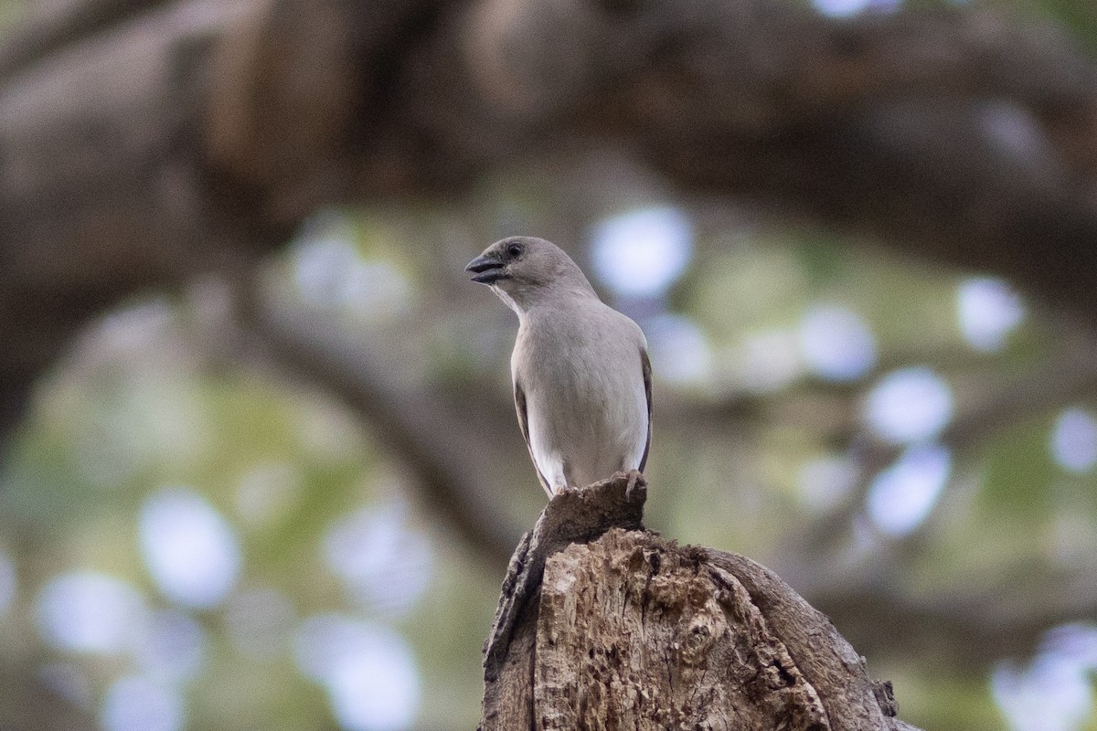 Southern Gray-headed Sparrow - ML614709089