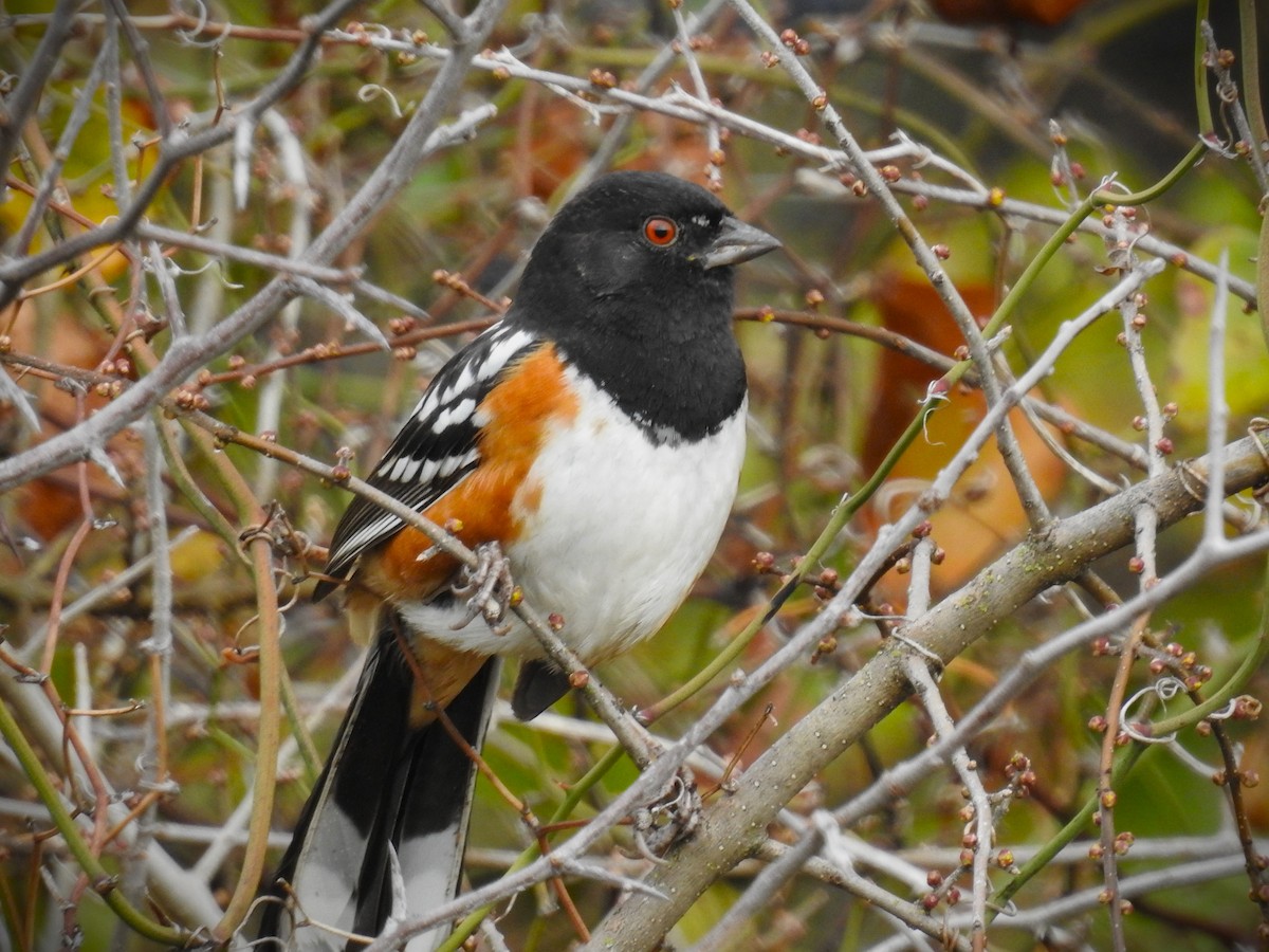 Spotted Towhee - ML614709090