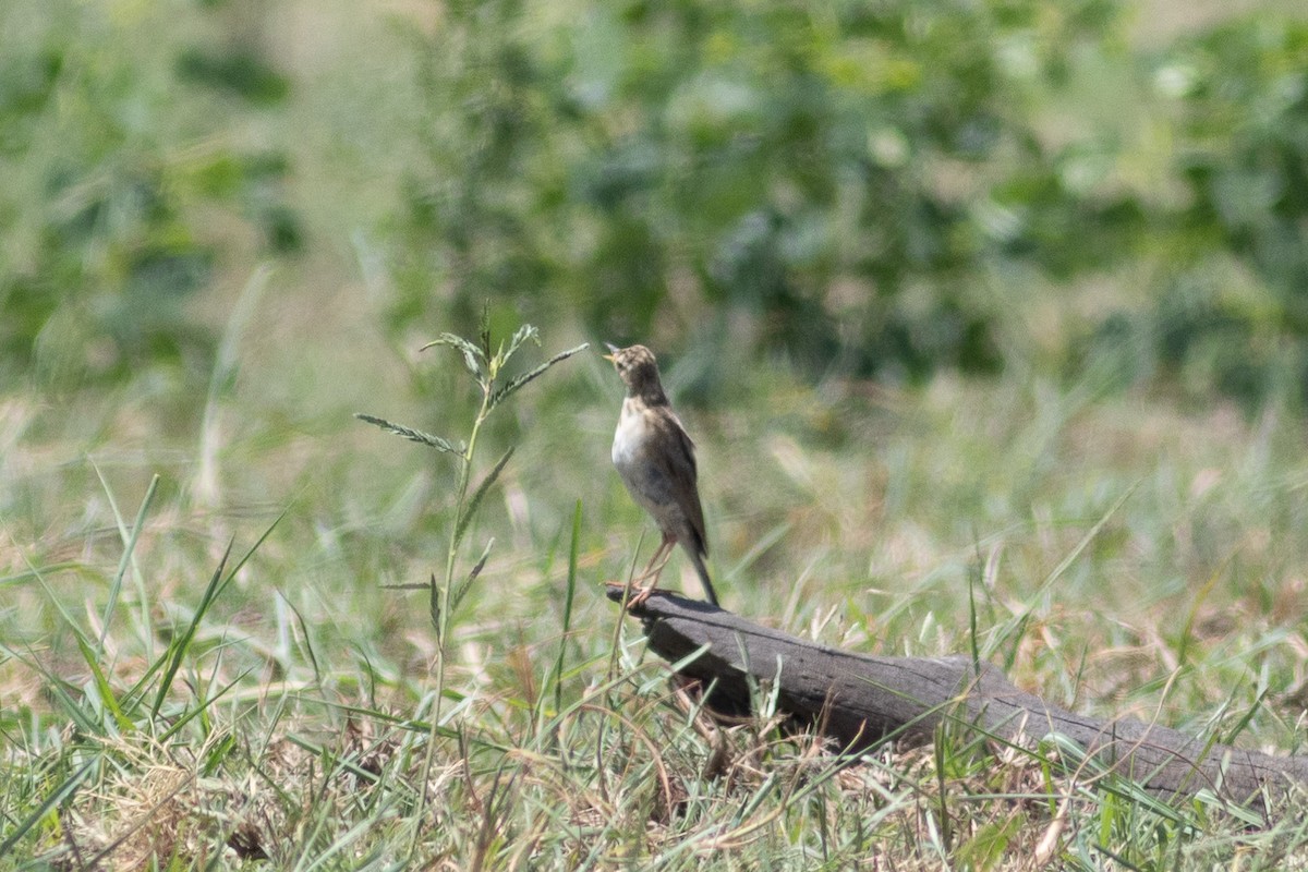 African Pipit - ML614709109