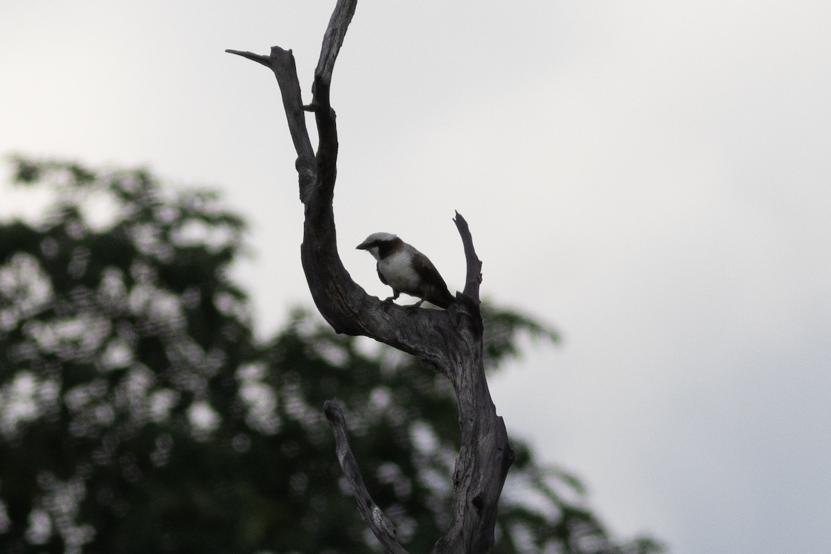 White-crowned Shrike - ML614709130
