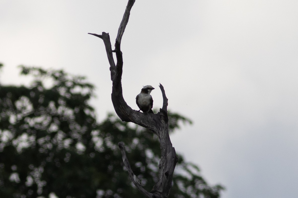 White-crowned Shrike - ML614709131
