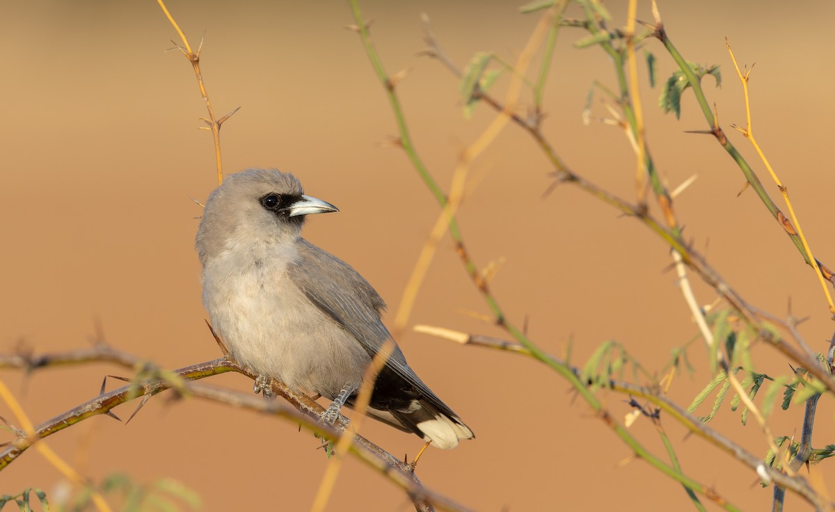 Black-faced Woodswallow (Black-vented) - ML614709243