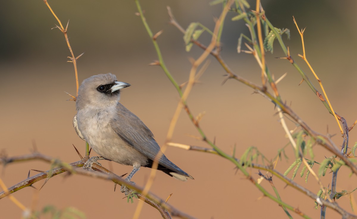 Black-faced Woodswallow (Black-vented) - ML614709244
