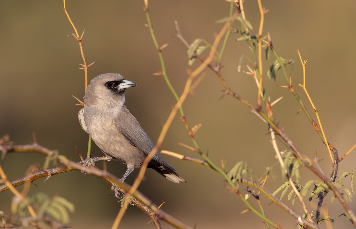 Black-faced Woodswallow (Black-vented) - ML614709245