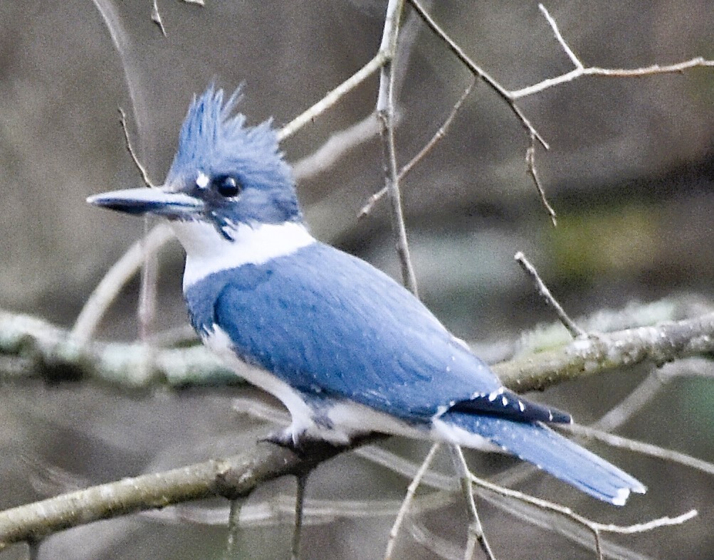 Belted Kingfisher - ML614709287
