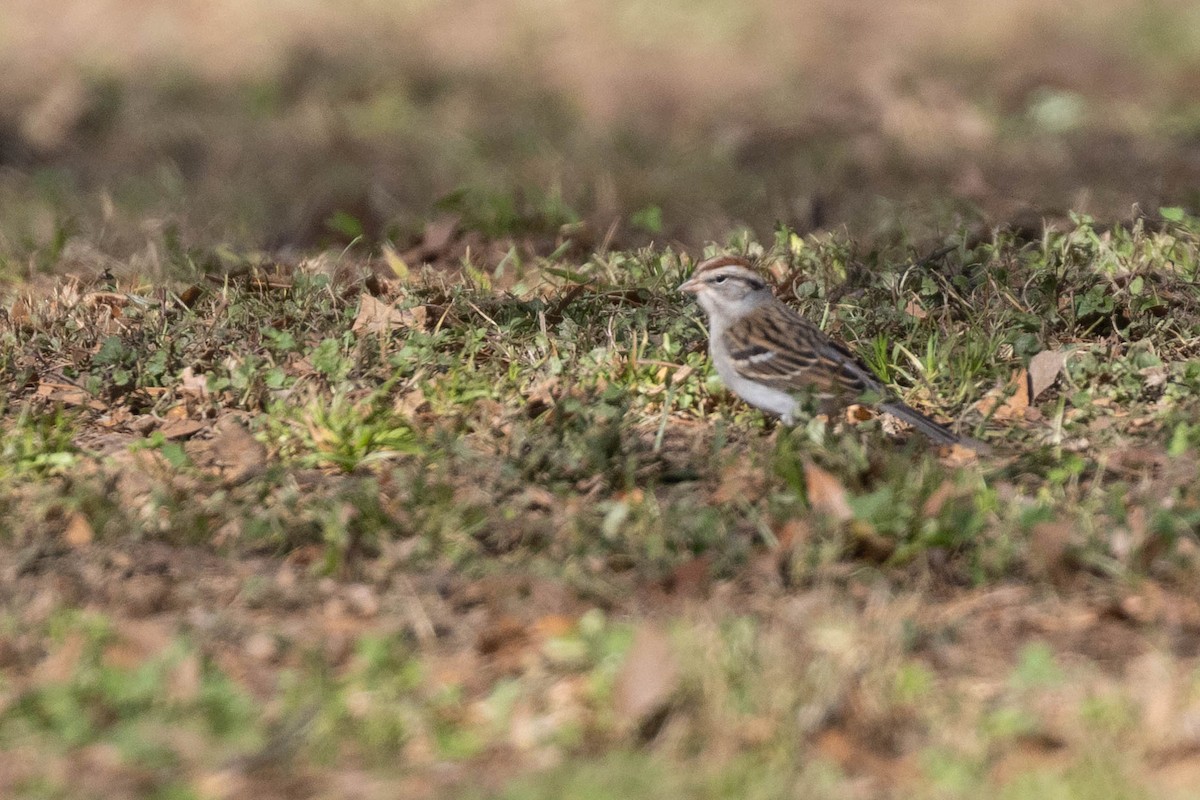 Chipping Sparrow - ML614709460