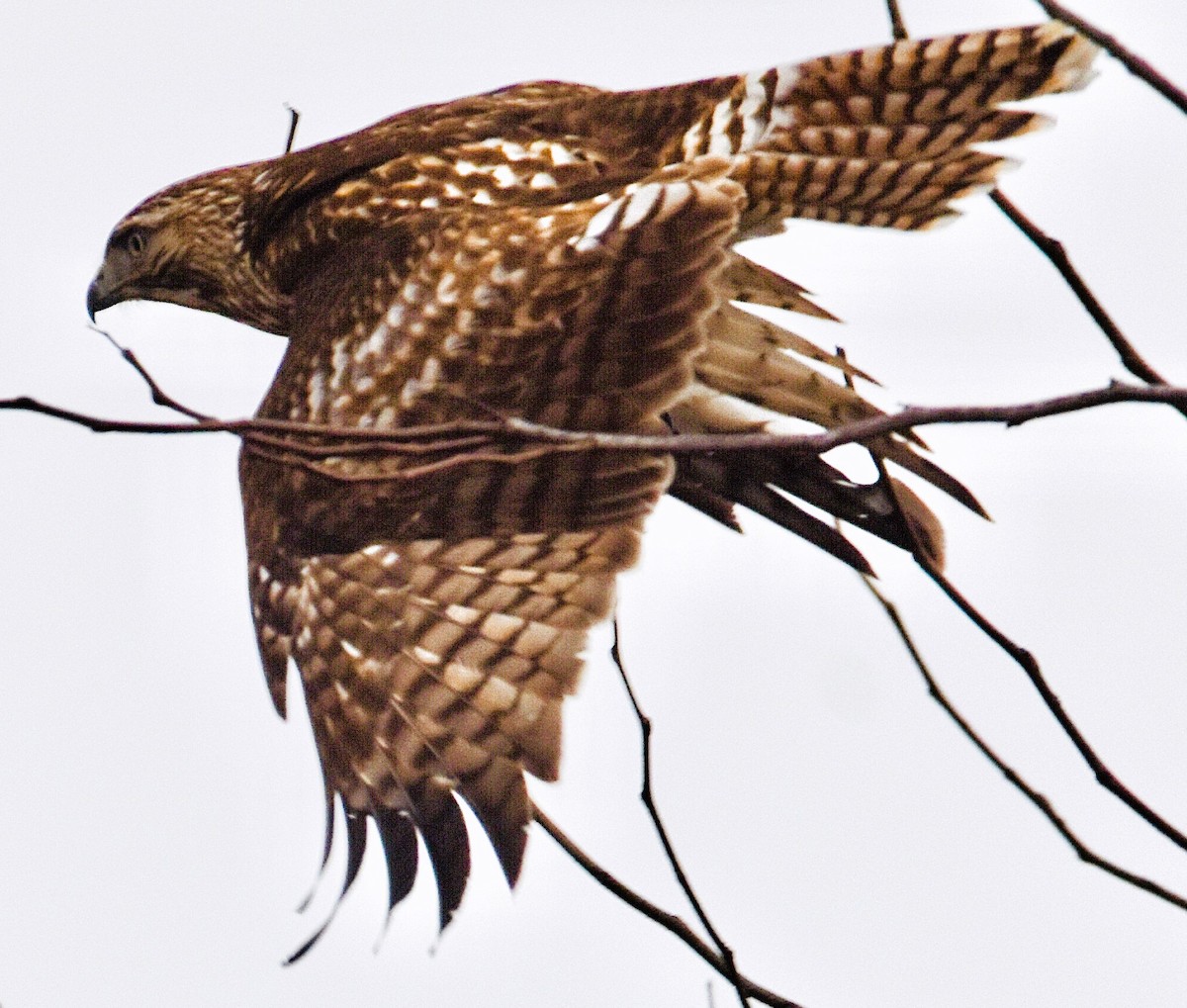 Red-tailed Hawk - ML614709543