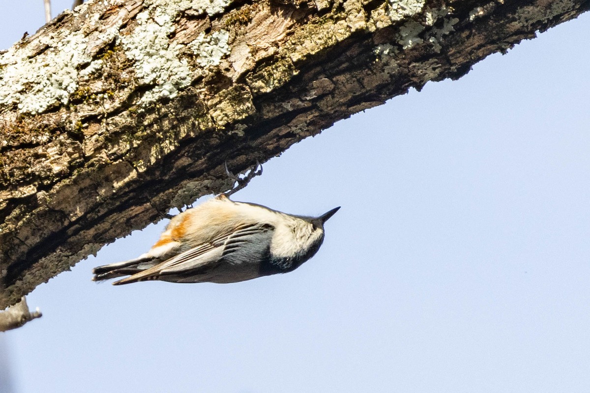 White-breasted Nuthatch - ML614709994