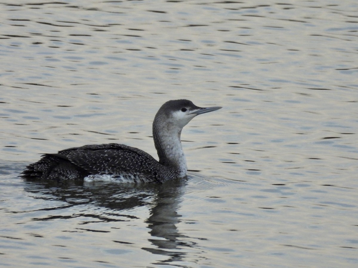 Red-throated Loon - ML614710400