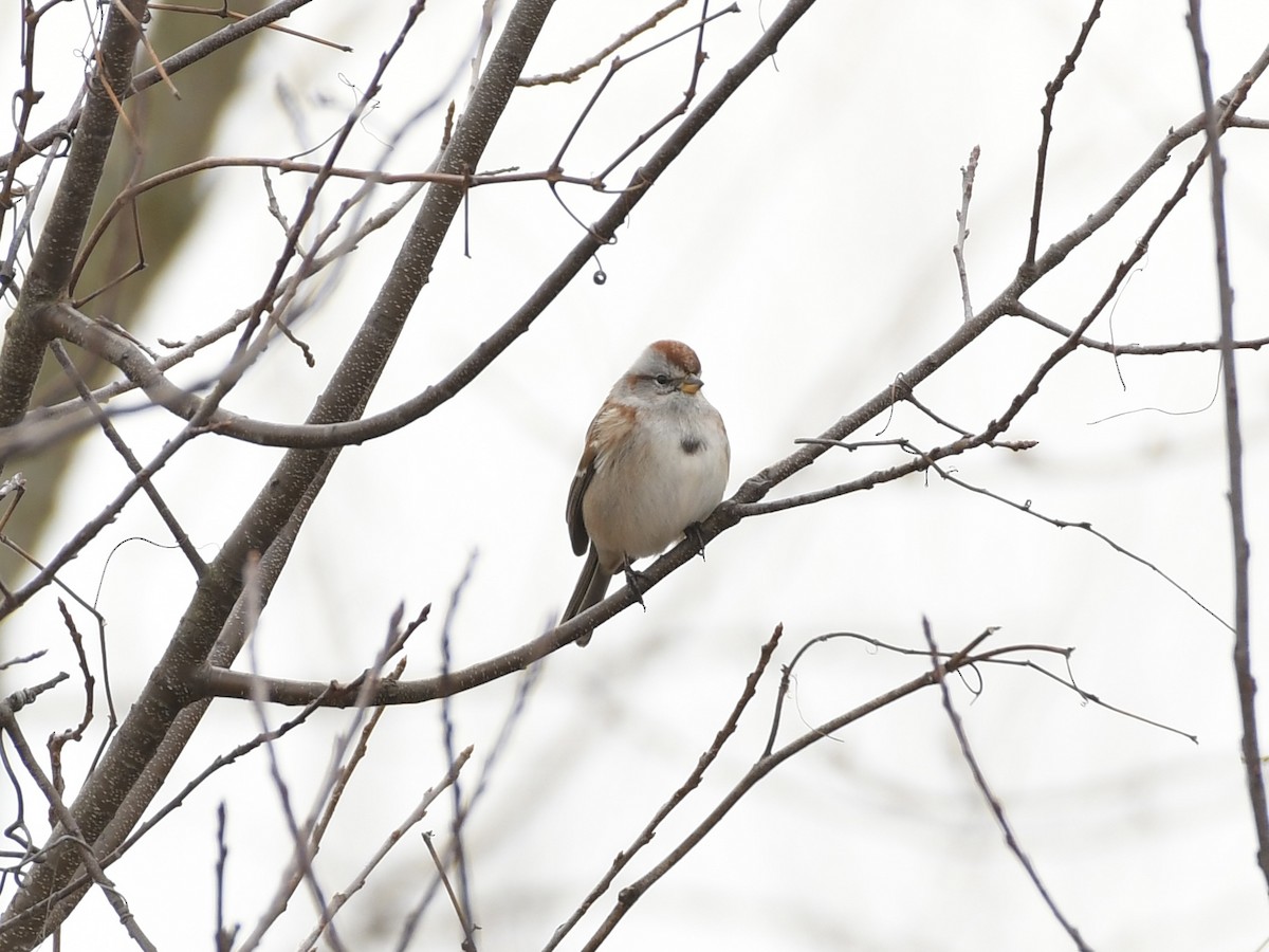 American Tree Sparrow - ML614710448
